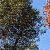 leaves+sky_03