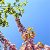 sky+Leaves